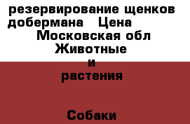 резервирование щенков добермана › Цена ­ 40 000 - Московская обл. Животные и растения » Собаки   